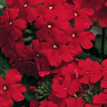 Verbena x hortensis 'Vanessa Compact Red' – Garden Verbena