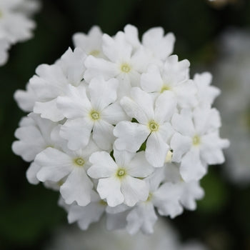 Verbena x hortensis Vanessa 'White' – Garden Verbena