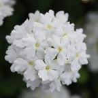 Verbena x hortensis Vanessa 'White' – Garden Verbena