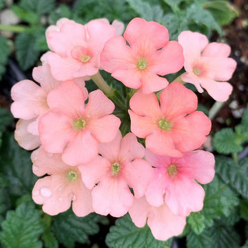Verbena hybrid 'Estrella Peach' – Estrella Series Verbena