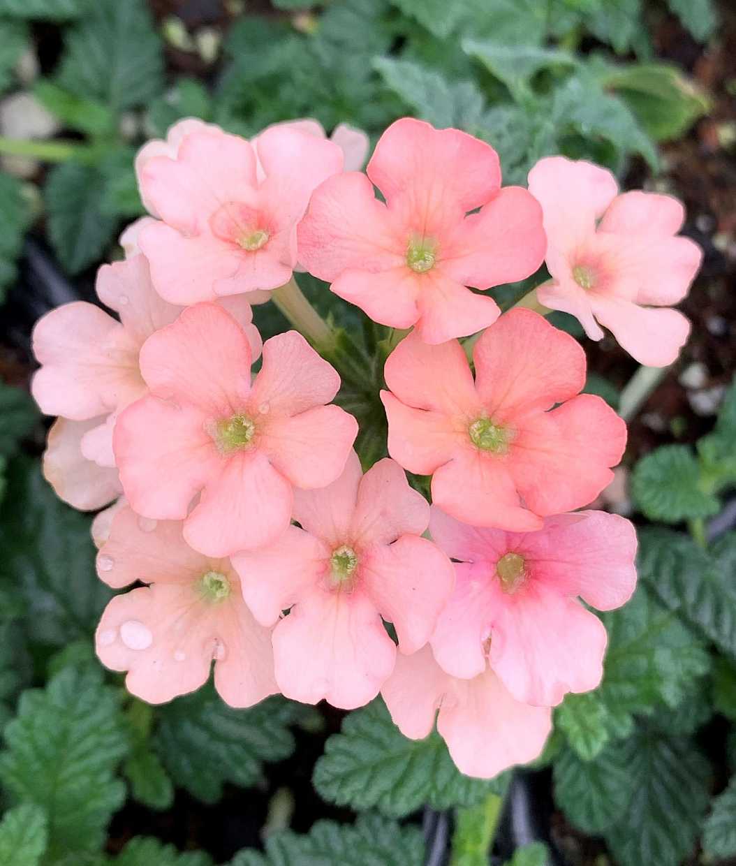 Verbena hybrid 'Estrella Peach' – Estrella Series Verbena