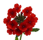 Verbena x hortensis 'Vanessa Compact Red' – Garden Verbena