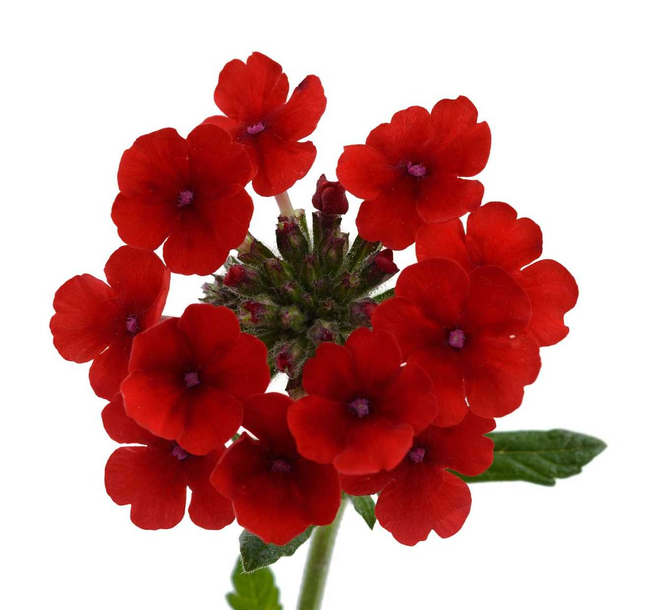 Verbena x hortensis 'Vanessa Compact Red' – Garden Verbena