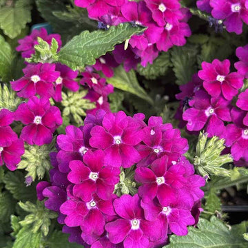 Verbena x hortensis Vanessa 'Magenta' – Garden Verbena