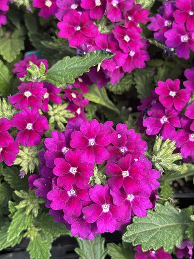 Verbena x hortensis Vanessa 'Magenta' – Garden Verbena