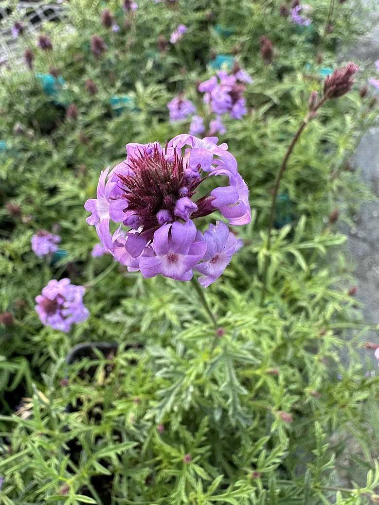 Verbena lilacina 'De La Mina' – Cedros Island Verbena