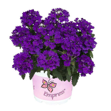 Verbena 'Empress Flair Cobalt Blue' – Verbena