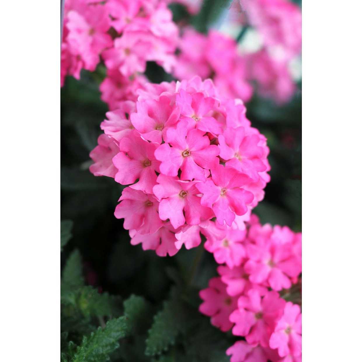 Verbena 'Empress Sun Pink' – Verbena
