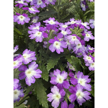 Verbena hybrid 'Hurricane Blue' – Verbena