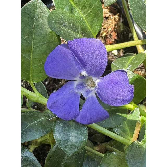Vinca minor 'Bowles Cunningham' – Dwarf Periwinkle