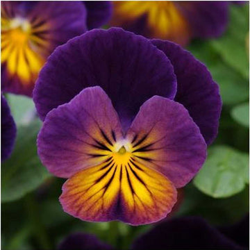Viola cornuta 'Celestial Northern Lights' – Horned Violet