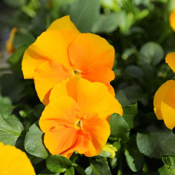 Viola cornuta 'Halo Golden Yellow' – Horned Violet