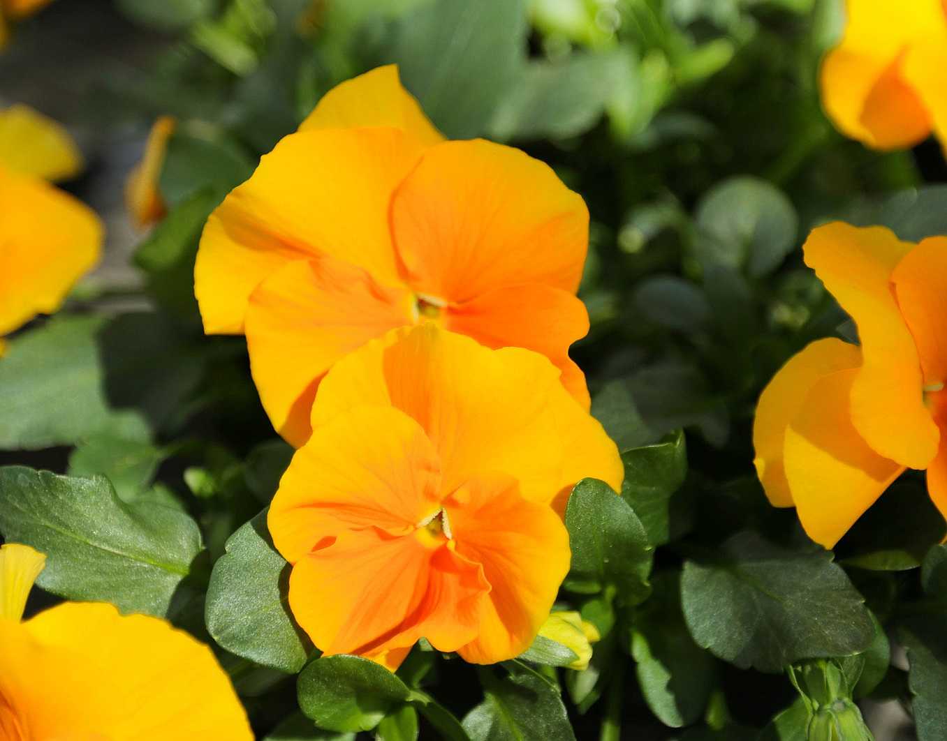 Viola cornuta 'Halo Golden Yellow' – Horned Violet