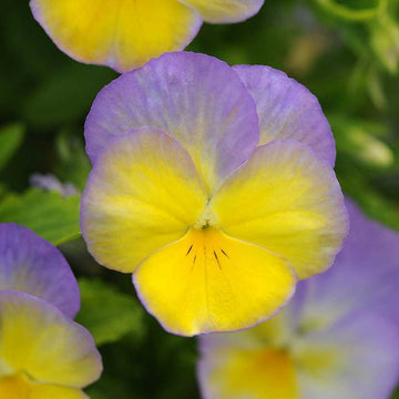 Viola cornuta 'Halo Lemon Frost' – Horned Violet