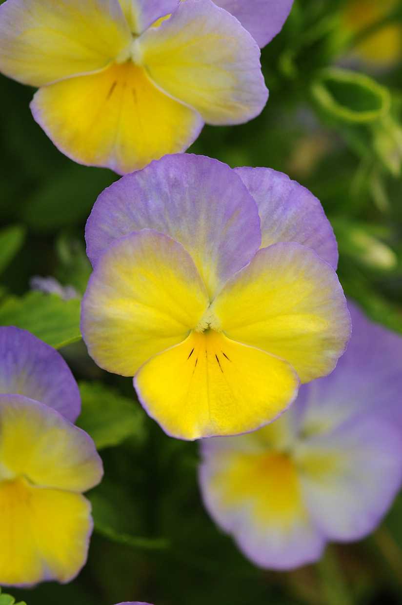 Viola cornuta 'Halo Lemon Frost' – Horned Violet