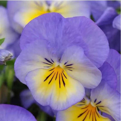Viola cornuta 'Halo Sky Blue' – Horned Violet