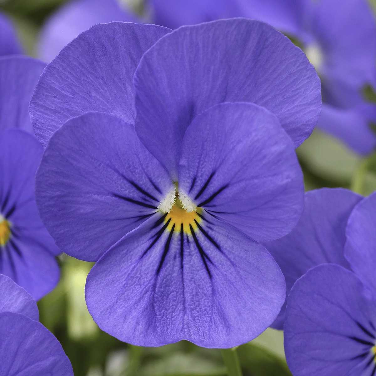 Viola cornuta 'Penny Blue' – Horned Violet