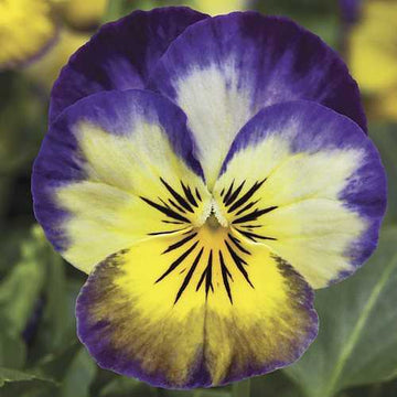 Viola cornuta 'Penny Primrose Picotee' – Horned Violet
