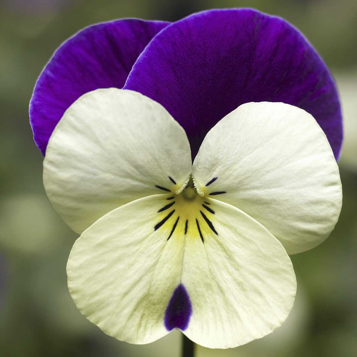 Viola cornuta 'Penny White Jump-Up'