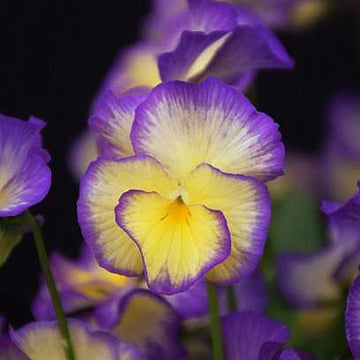 Viola x hybrida 'Sweetheart' – MagnifiScent Viola (Pansy)