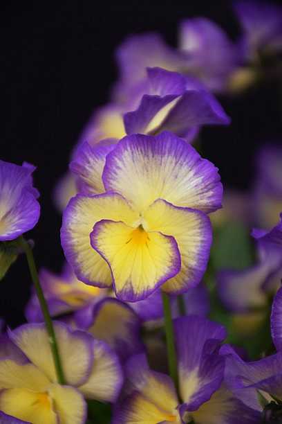 Viola x hybrida 'Sweetheart' – MagnifiScent Viola (Pansy)