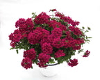 Verbena hybrid 'Estrella Merlot' – Verbena