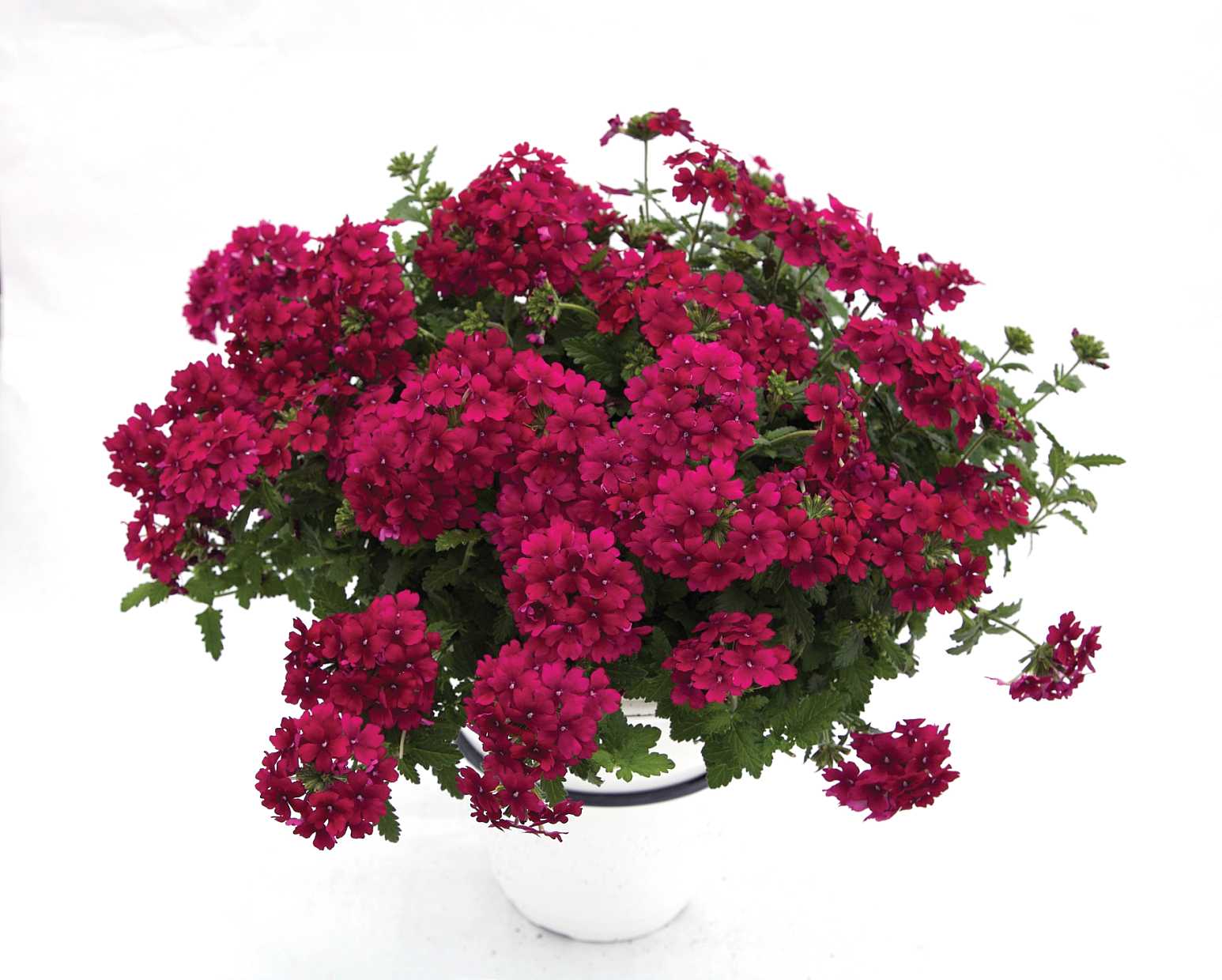 Verbena hybrid 'Estrella Merlot' – Verbena