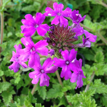 Verbena canadensis 'Homestead Purple' – Rose Verbena