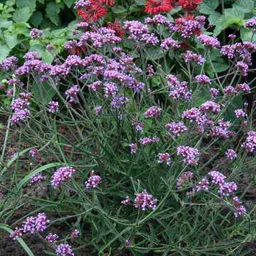 Verbena bonariensis 'Lollipop' – Dwarf Vervain