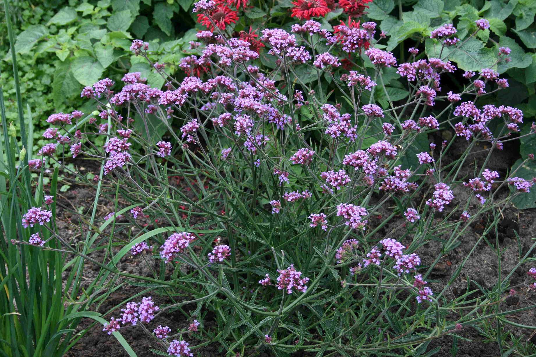 Verbena bonariensis 'Lollipop' – Dwarf Vervain