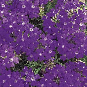 Verbena hybrid 'Tapien Blue Violet' – Verbena