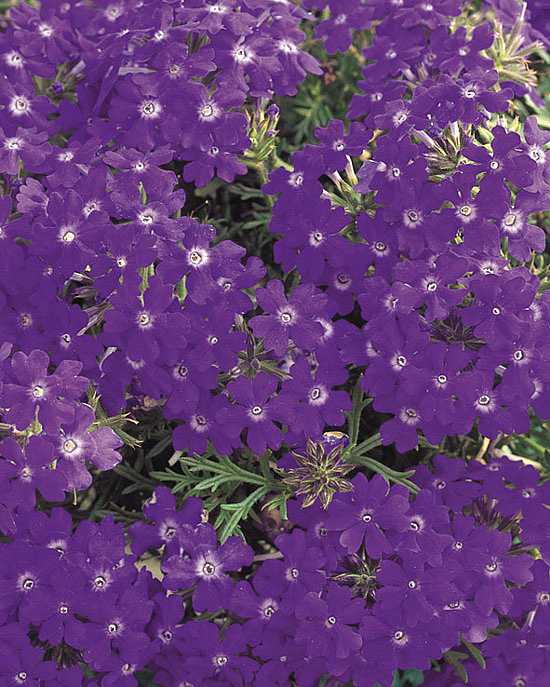 Verbena hybrid 'Tapien Blue Violet' – Verbena