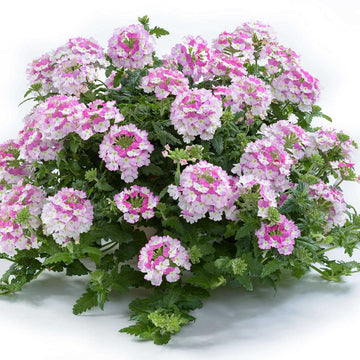 Verbena x hortensis 'Vanessa Bicolor Pink' – Vanessa Series Verbena