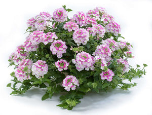 Verbena x hortensis 'Vanessa Bicolor Pink' – Vanessa Series Verbena