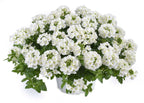 Verbena x hortensis Vanessa 'White' – Garden Verbena