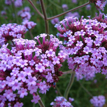 Verbena bonariensis – Purpletop Vervain