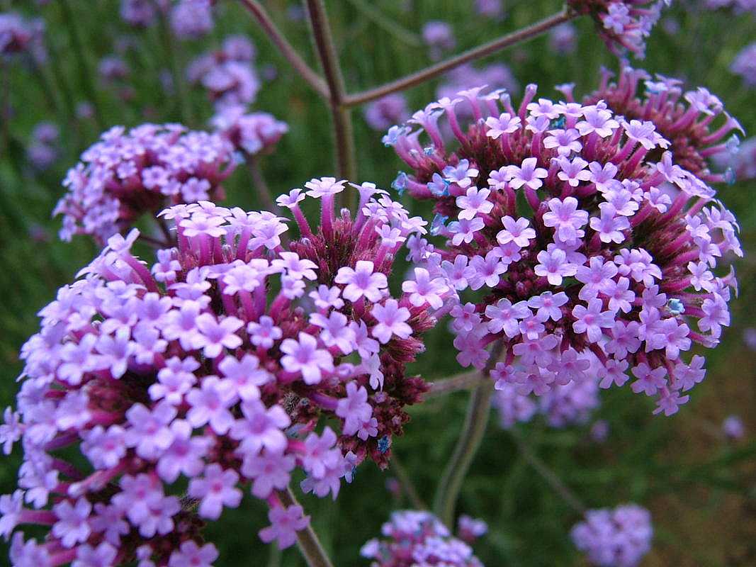 Verbena bonariensis – Purpletop Vervain