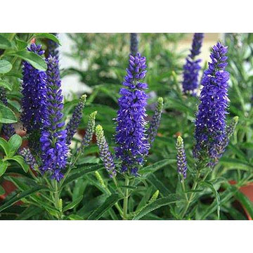 VERONICA 'Novaverblu' (Moody Blues Dark Blue) (Available Now)