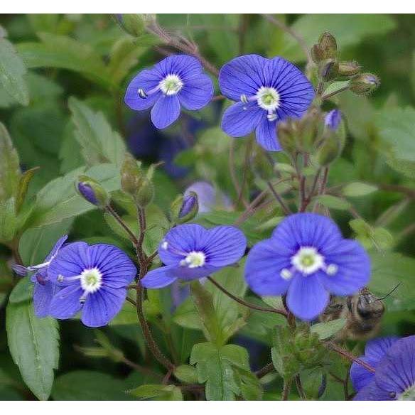 Veronica peduncularis 'Georgia Blue' – Speedwell