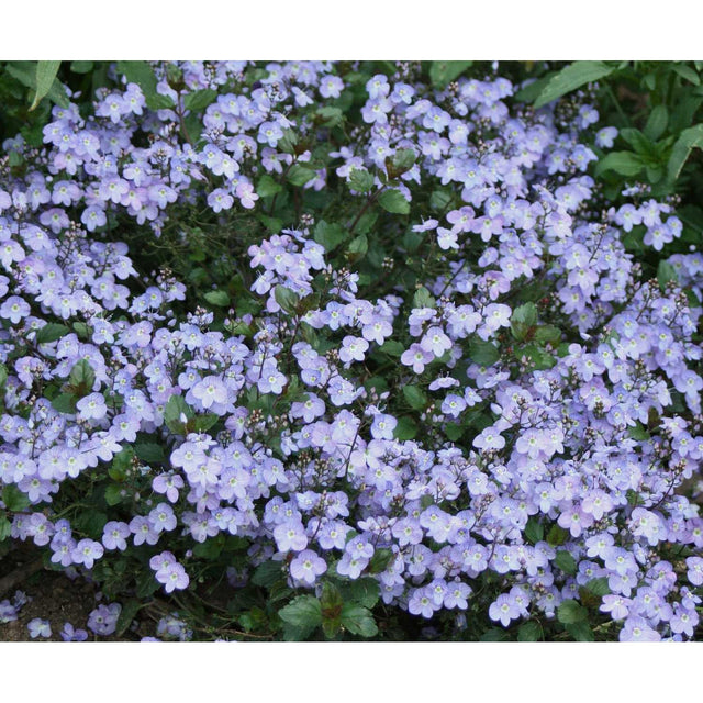Veronica 'Waterperry Blue' – Speedwell