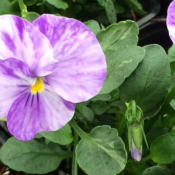 Viola 'Columbine' – Columbine Viola