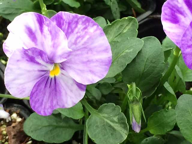 Viola 'Columbine' – Columbine Viola