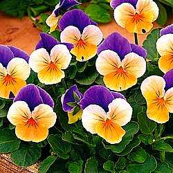 Viola cornuta 'Penny Peach Jump-Up' – Horned Violet