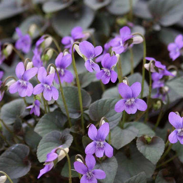 VIOLA labradorica (Available Now)