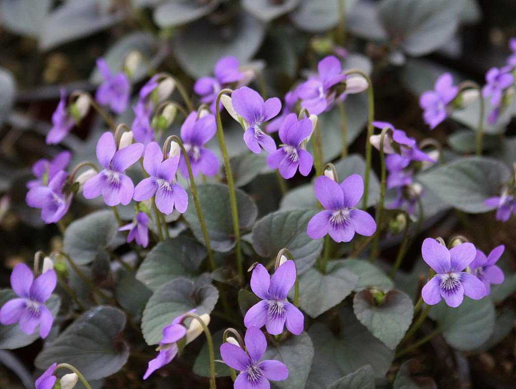 VIOLA labradorica (Available Now)