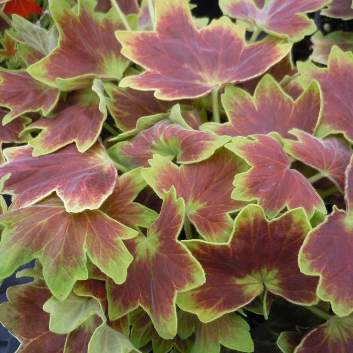 Pelargonium x hortorum 'Vancouver Centennial' – Fancy Leaf Zonal Geranium