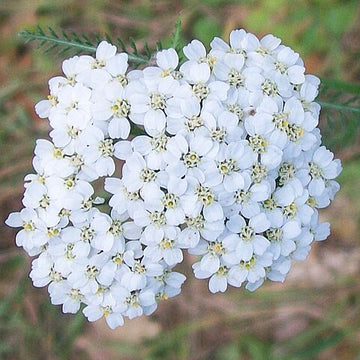 ACHILLEA millefolium 'White Beauty' (Available Now)