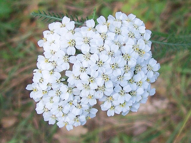 ACHILLEA millefolium 'White Beauty' (Available Now)