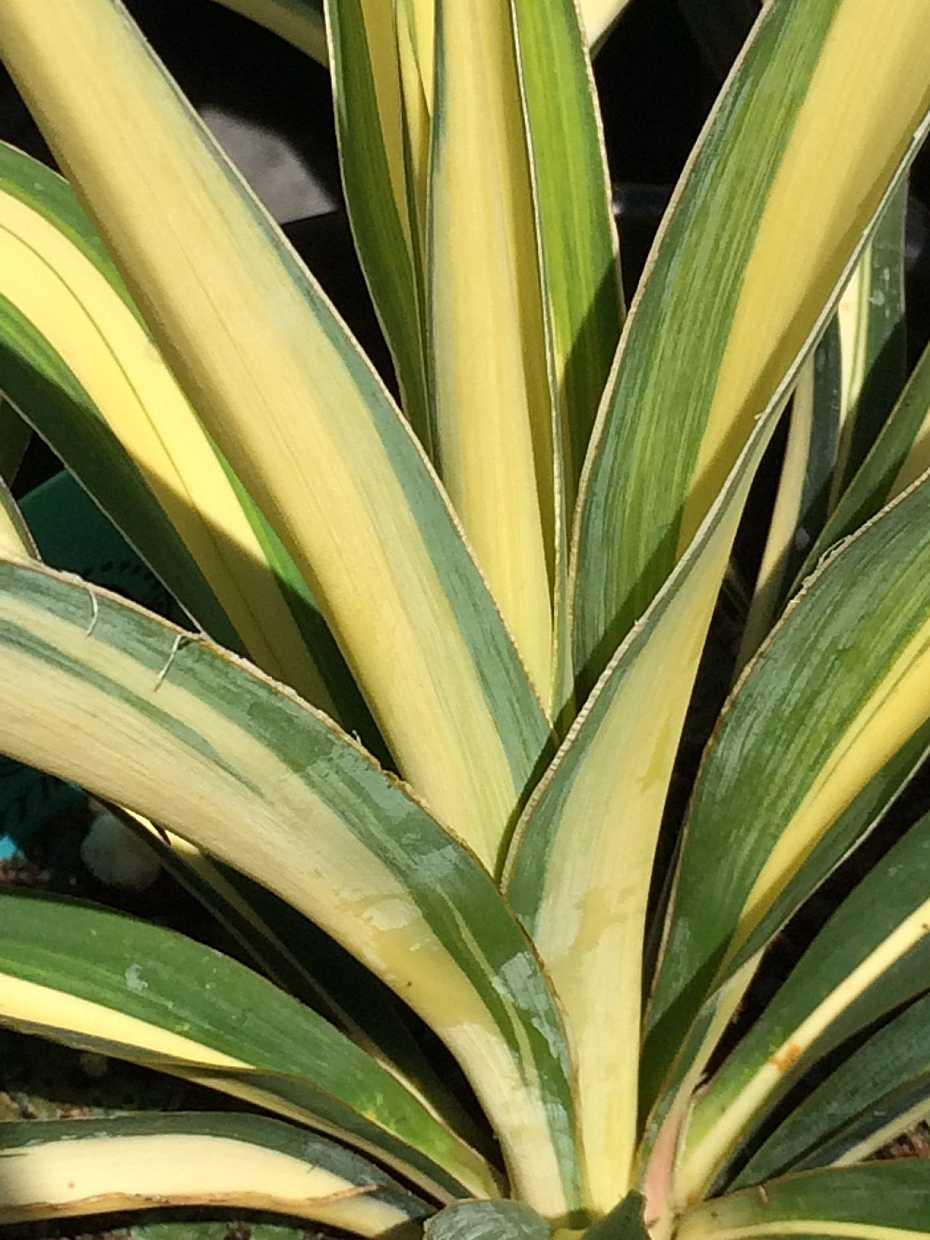 Yucca filamentosa 'Color Guard' – Adam's Needle