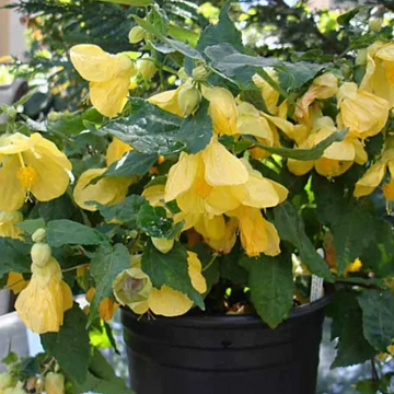 Abutilon 'Lucky Lantern Yellow' – Flowering Maple (Chinese Lantern)